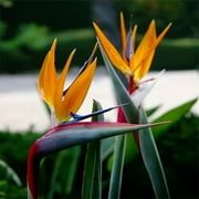 Birds of Paradise Scented Fragrance Oil 1oz Made and Shipped from USA Quality Oils at an Affordable Price R&W Co.