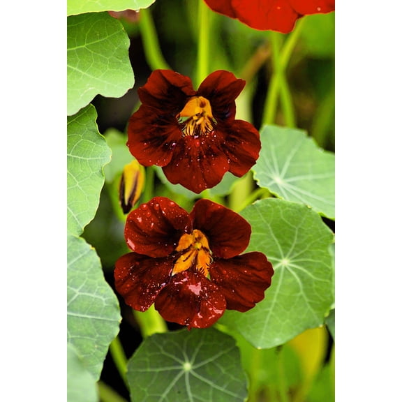 20 BLACK VELVET NASTURTIUM Tropaeolum Majus Dark Maroon Red Hummingbird Flower Seeds