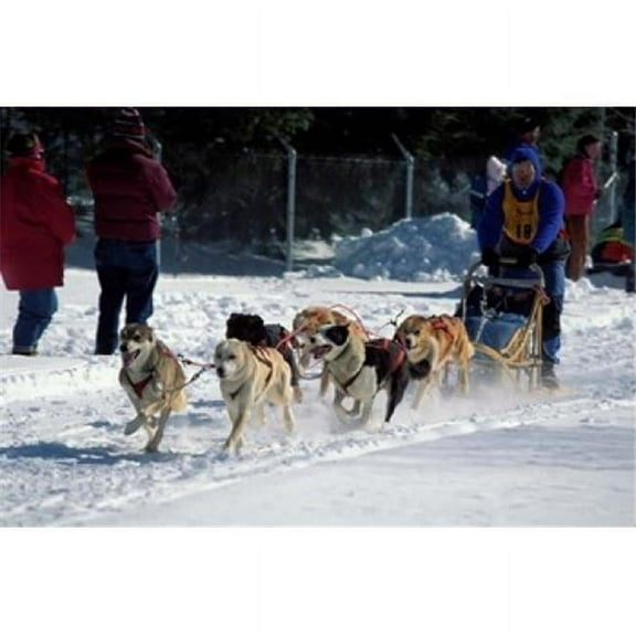 Sled Dog Team New Hampshire USA Poster Print by Jerry & Marcy Monkman - 36 x 24 in.