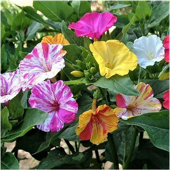 100  Broken Colors Four O'Clock Seeds - Tender Perennial That Reseeds Easily | Made in USA, Ships from Iowa.