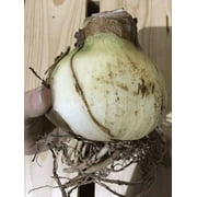 Charisma Amaryllis Bulb Single Blooming