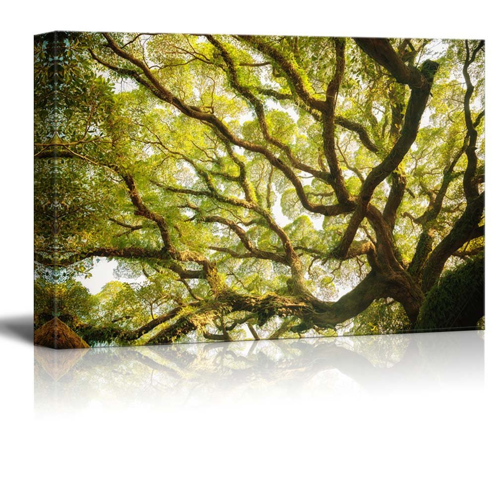 Canvas Prints Wall Art Ancient Banyan Tree Nature Beauty Modern