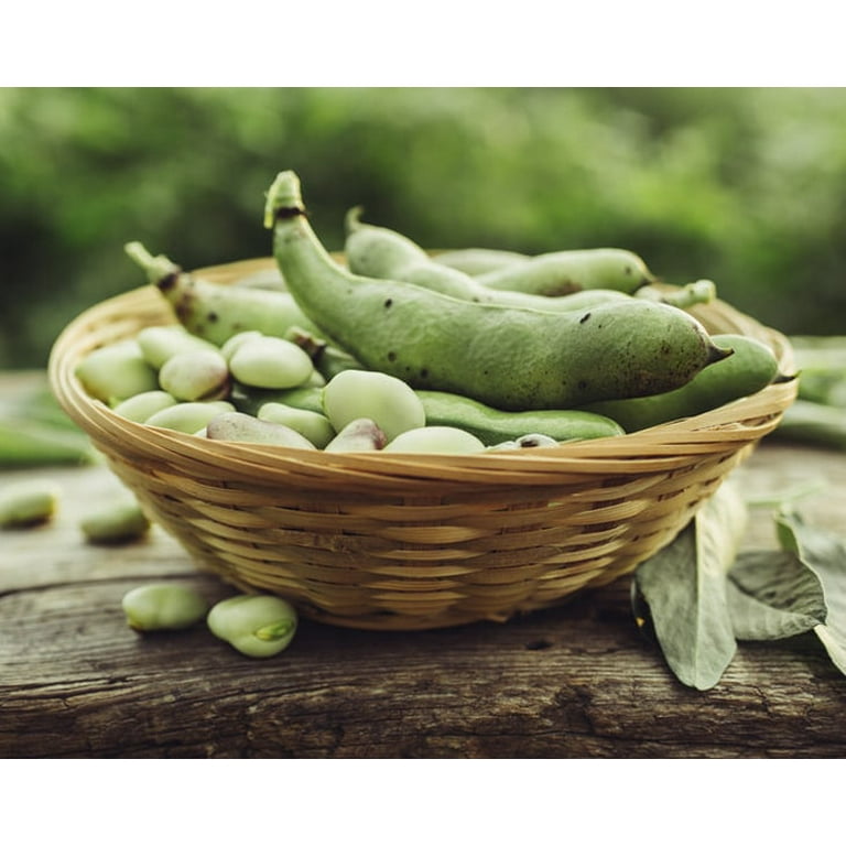 Are broad beans store poisonous to dogs