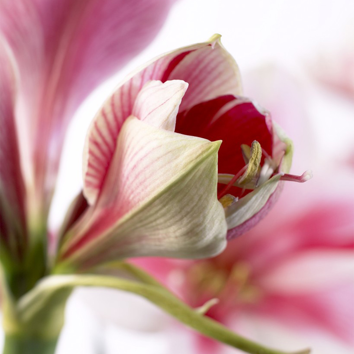 Van Zyverden Amaryllis Kit Gervase with Artisan Decorative Planter Rose Pink Set of 1 Bulb Part Sun
