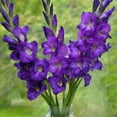 thumbnail image 5 of Garden State Bulb Purple Flora Gladiolus Flower Bulbs, 12/14cm, Spring Planting (Bag of 90), 5 of 8