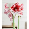 thumbnail image 2 of Joker® Sonata Amaryllis - 18-22 cm bulb, 2 of 3