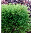 thumbnail image 6 of Southern Living Pancake Arborvitae Live Shrub in 3-Gallon Grower Pot, 6 of 10