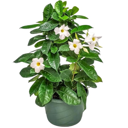 Tropical Plants of Florida 12" White Mandevilla Hanging Basket Overall Size 14" Wide to 18" Tall; Partial Sunlight, White Flowers