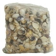 thumbnail image 1 of U.S. Shell 08007 Small Seashells World Mix - 5 lbs, 1 of 1
