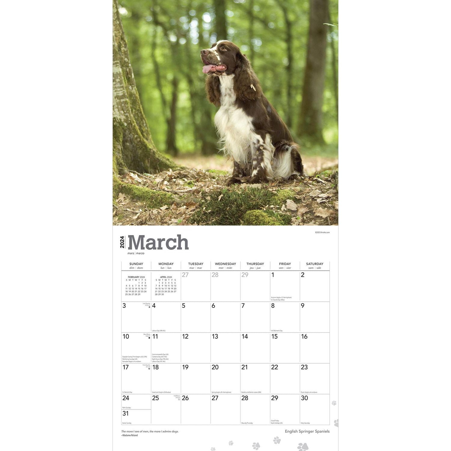 BrownTrout English Springer Spaniels 2024 12x24 Inch Square Wall Calendar, 9781975462666