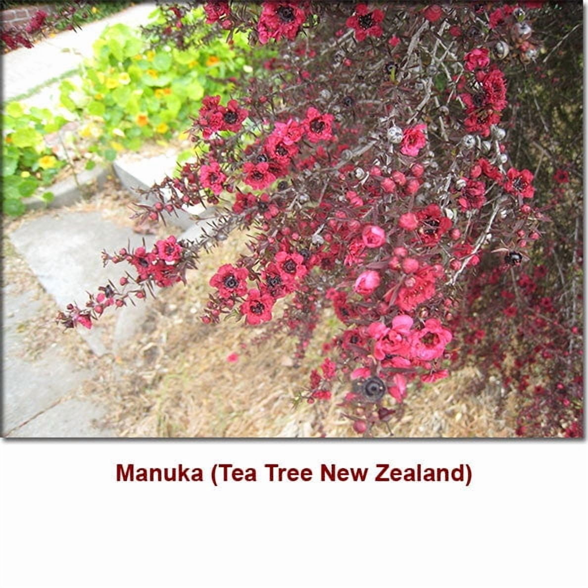Manuka Wild Crafted Essential Oil 5 ml (1/6 fl oz) - 100% Pure and Natural by Silky Scents