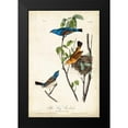 thumbnail image 2 of Audubon, John James 17x24 Black Modern Framed Museum Art Print Titled - Blue Song Grosbeak, 2 of 5