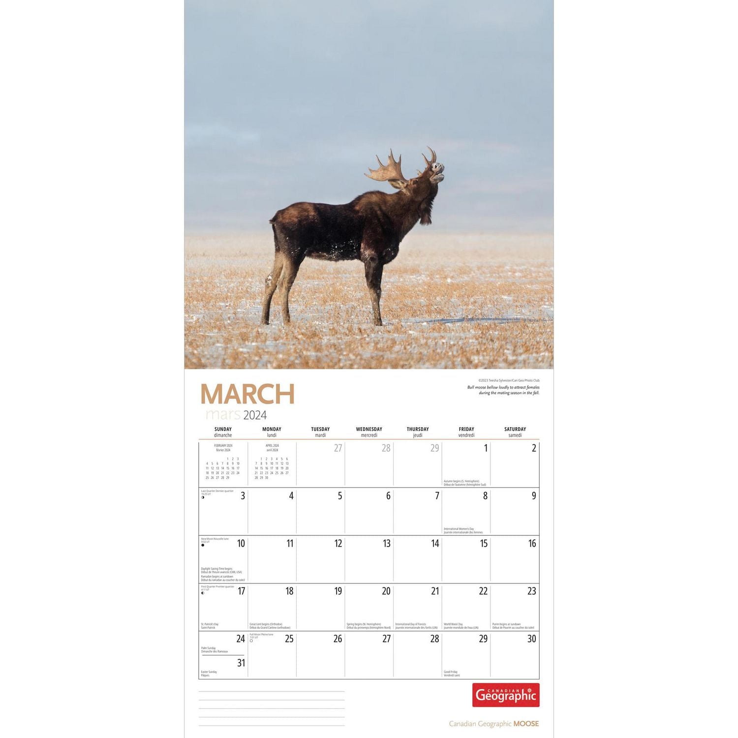 Wyman Publishing Élans par Canadian Geographic 2024 30.48x60.96 CM Mur Carré Calendrier, 9781525611711