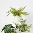 thumbnail image 1 of Anko Artificial Fern in Pot, 1 of 6