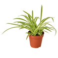 thumbnail image 5 of Spider Plant Reverse, 5 of 7