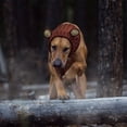thumbnail image 3 of Zoo Snoods Grizzly Bear Costume - Warm Knit Dog Snood Ear Wrap for Pets, Warm Neck Ear Cover Protection (Small), 3 of 9