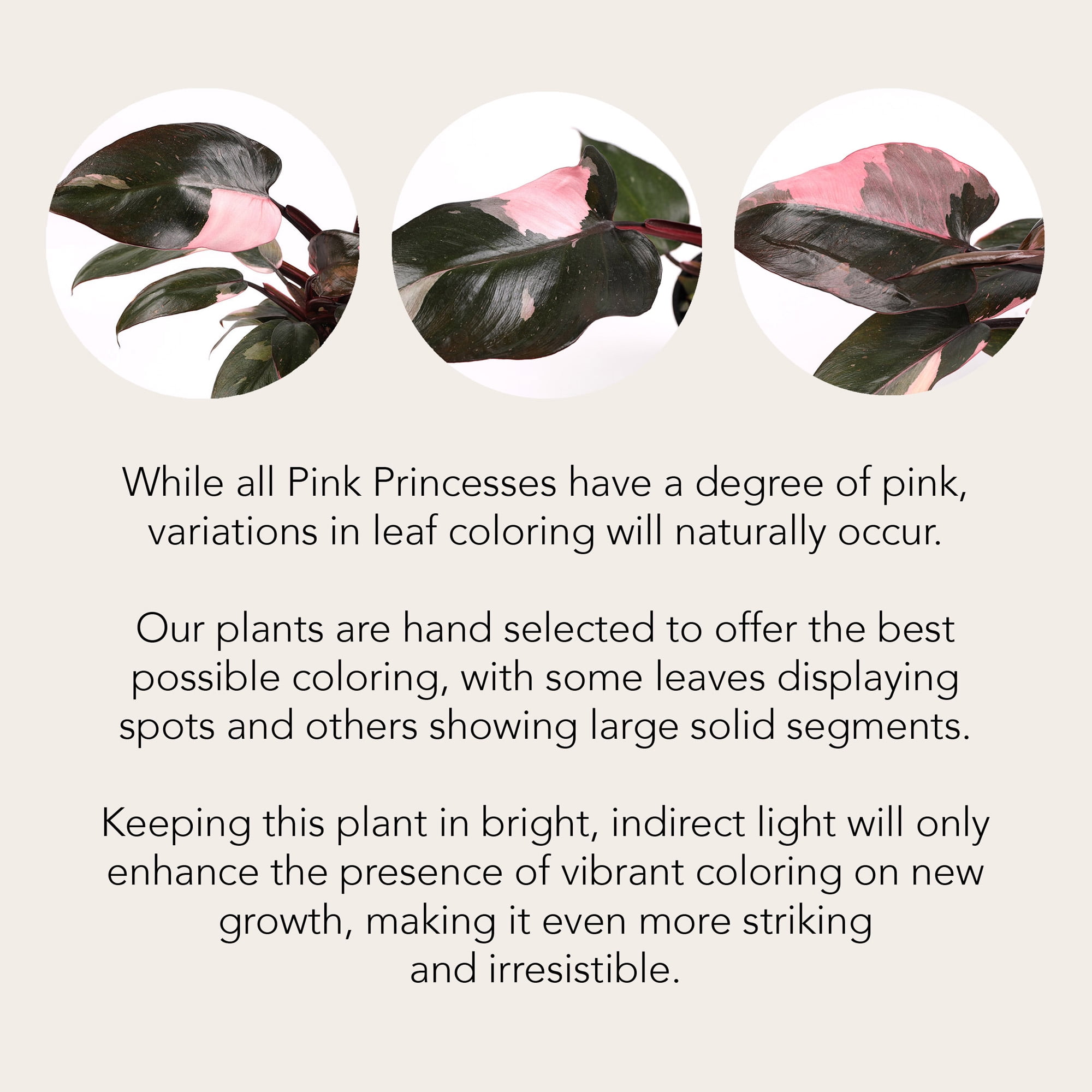 "Wild Interiors Live Indoor Plant 12"" Tall Pink Princess Philodendron in 5"" Decorative Ceramic Pot"