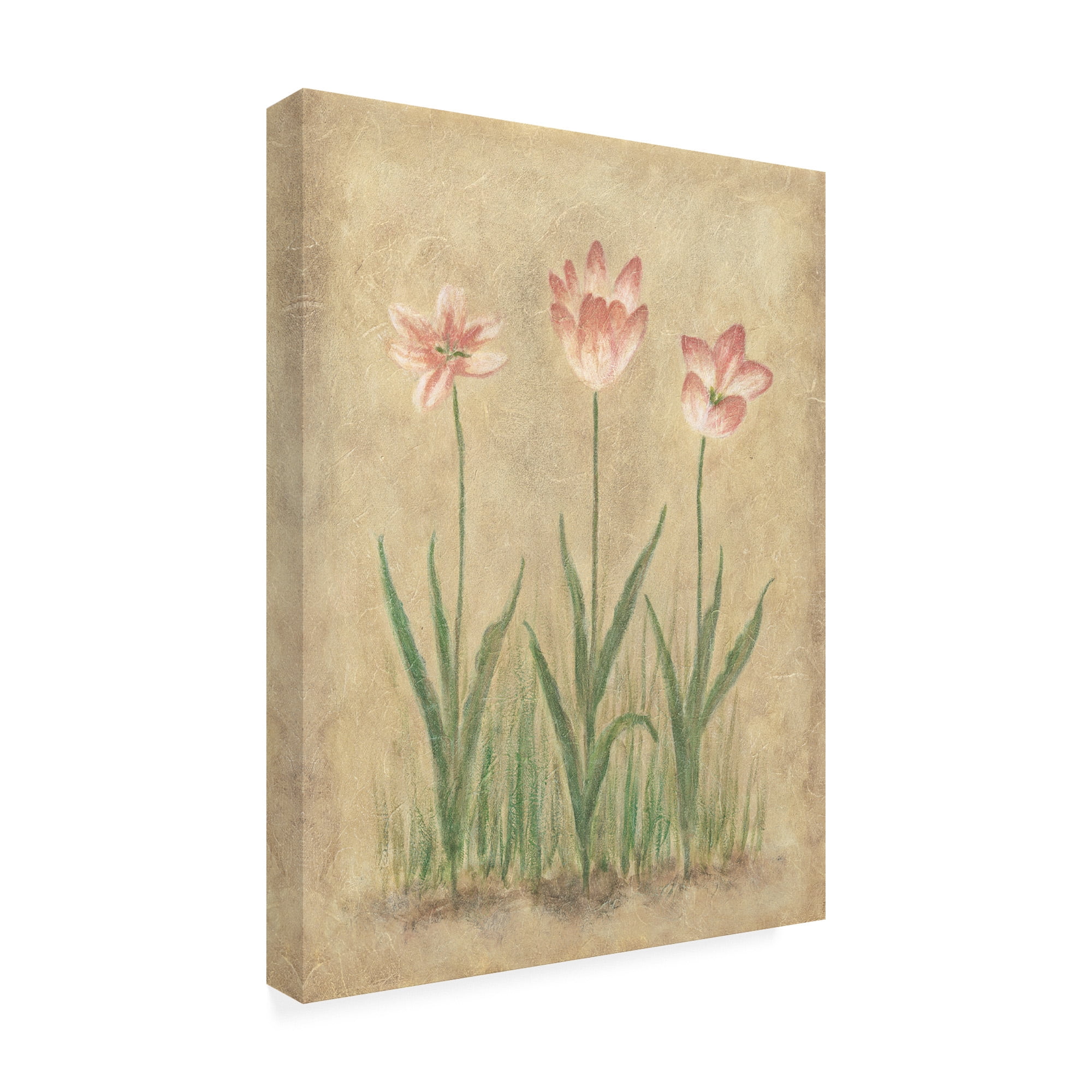 Trademark Fine Art 'Pink Blooms On Parchment' Canvas Art by Debra Lake