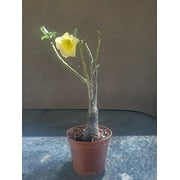 9GreenBox - Yellow Sorbet Desert Rose - 4