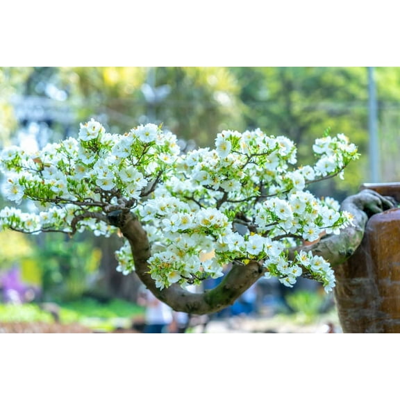 Apricot Bonsai Tree Seeds - 3 Large Seeds for Planting
