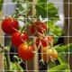 thumbnail image 2 of Soporte para plantas trepadoras, soporte para jardín, red para plantar, carpa para plantar, 1,6 x 20 m (blanco), red para trepar plantas de jardín de poliéster resistente, cuerda de malla suave, 2 of 5