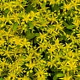 thumbnail image 3 of Drought Tolerant Sedum Hybridum Ground Cover Plant Seeds - 2000 Seeds, 3 of 3