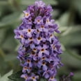 thumbnail image 4 of 3 gal. Buddleia Blue Heaven Shrub with Light Blue Flowers, 4 of 10