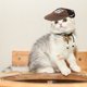 thumbnail image 2 of 1 sombrero para el sol para perros, sombrero de verano para mascotas, sombrero deportivo para exteriores, sombrero de verano para viajes para mascotas., 2 of 5
