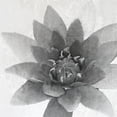 thumbnail image 2 of Kimberly, Allen 12x12 White Modern Wood Framed Museum Art Print Titled - Lotus 1, 2 of 4