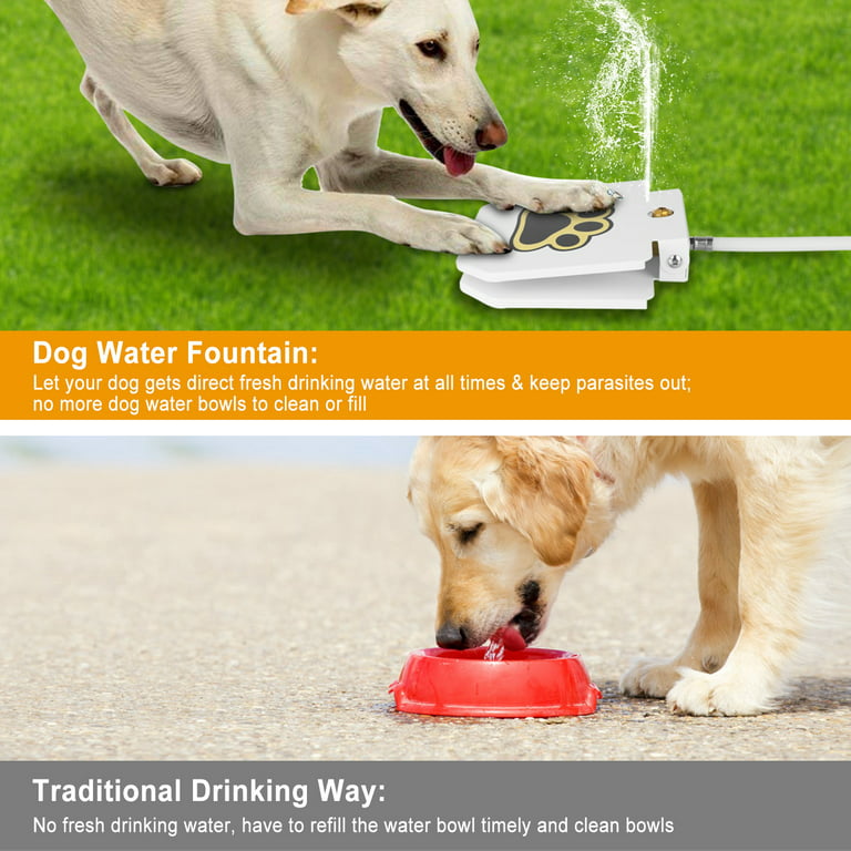 Dog Water Fountain: 5 Top-Rated Options To Keep Your Dog's Water