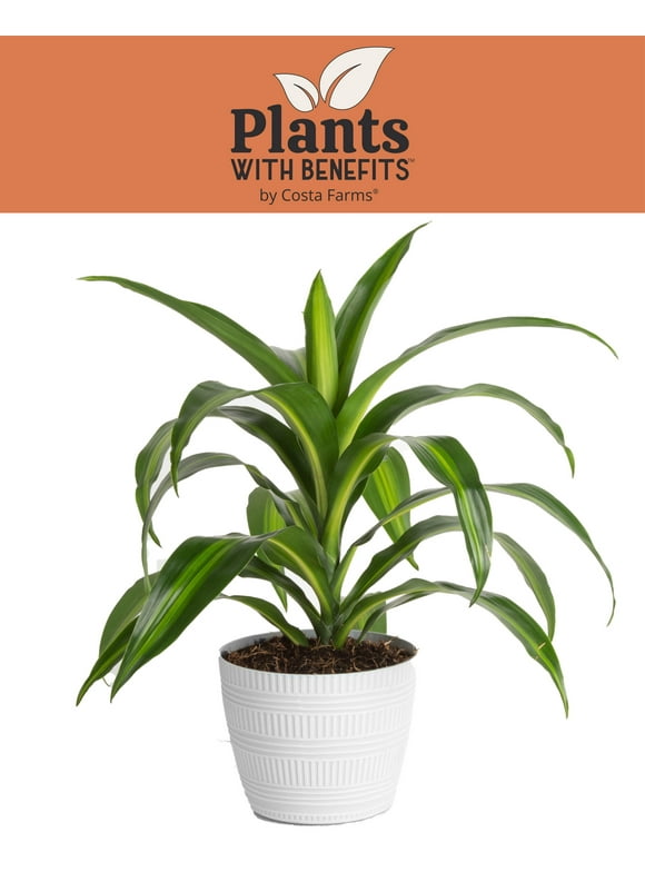 Outdoor Plants in Live Plants