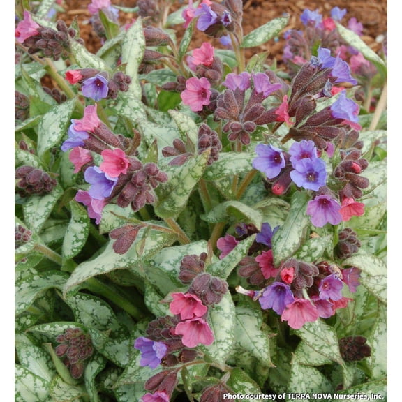 High Contrast Lungwort - 1 Gallon Perennial