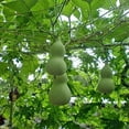 thumbnail image 3 of Giant Bottle Gourd Seed, Lagenaria leucantha var gourda,For ornamental use only.(25 Seeds), 3 of 4