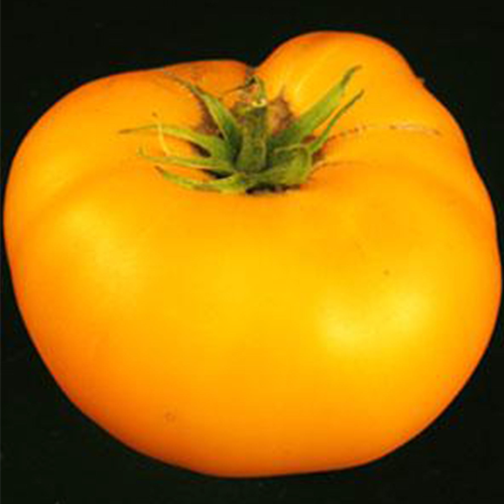 My Image 33