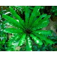 thumbnail image 2 of Victoria Bird's Nest Fern - 4" Pot - Asplenium Osaka, 2 of 3