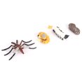 thumbnail image 4 of Life Cycle Model, Stable And Durable  Life Cycle Model With  Vinyl Material For Education School Projects For Family And Feiends M4184  31.6g, 4 of 8