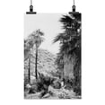 thumbnail image 2 of Print: Washington Palms Growing In Palm Canyon Near Riverside, California, 2 of 4