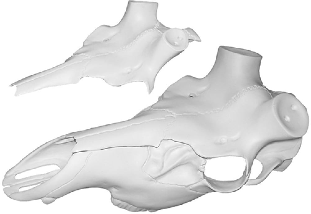 mountain mike's reproductions elk skull master antler mounting kit