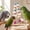 White-S, variant on Natural Cuttlebone Bird Chew Toy Hanging Beak Grinding Stick for Cockatiels Budgies Lovebirds Parakeets Parrots Cage Accessories Calcium Rich(S)