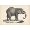 thumbnail image 2 of Brodtmann  24x17 White Modern Wood Framed Museum Art Print Titled - Brodtmann Young Elephant, 2 of 4