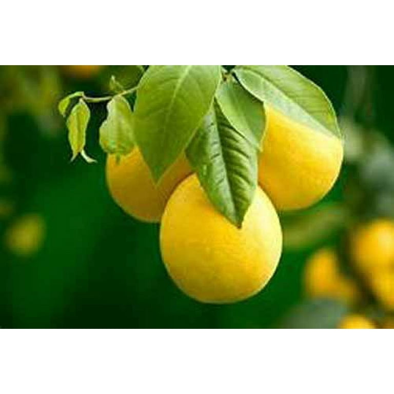 Lemon Seeds (C. × limon) - Price: €1.95