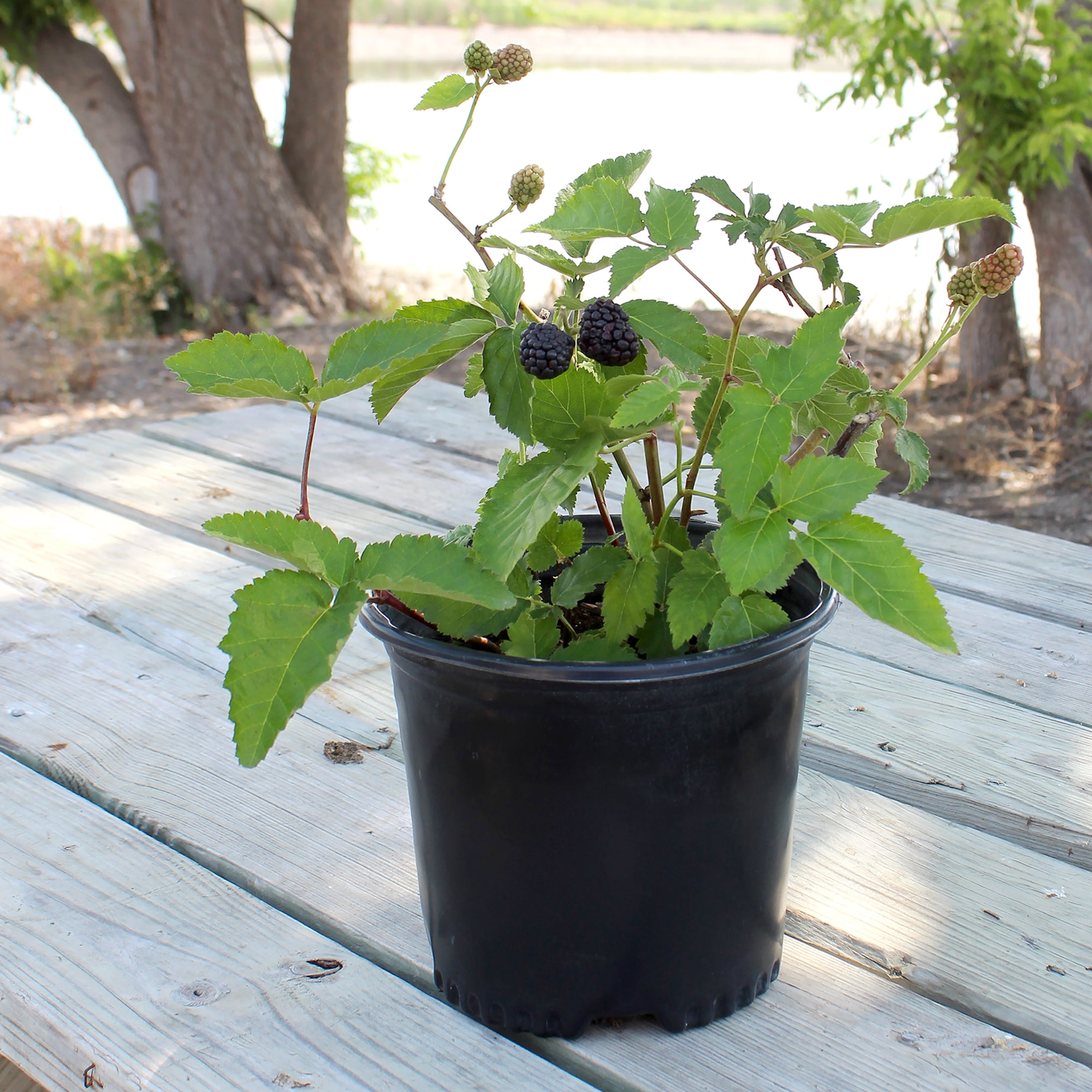 "Expert Gardener Thornless Apache Blackberry Bush, 12""-18"" Tall