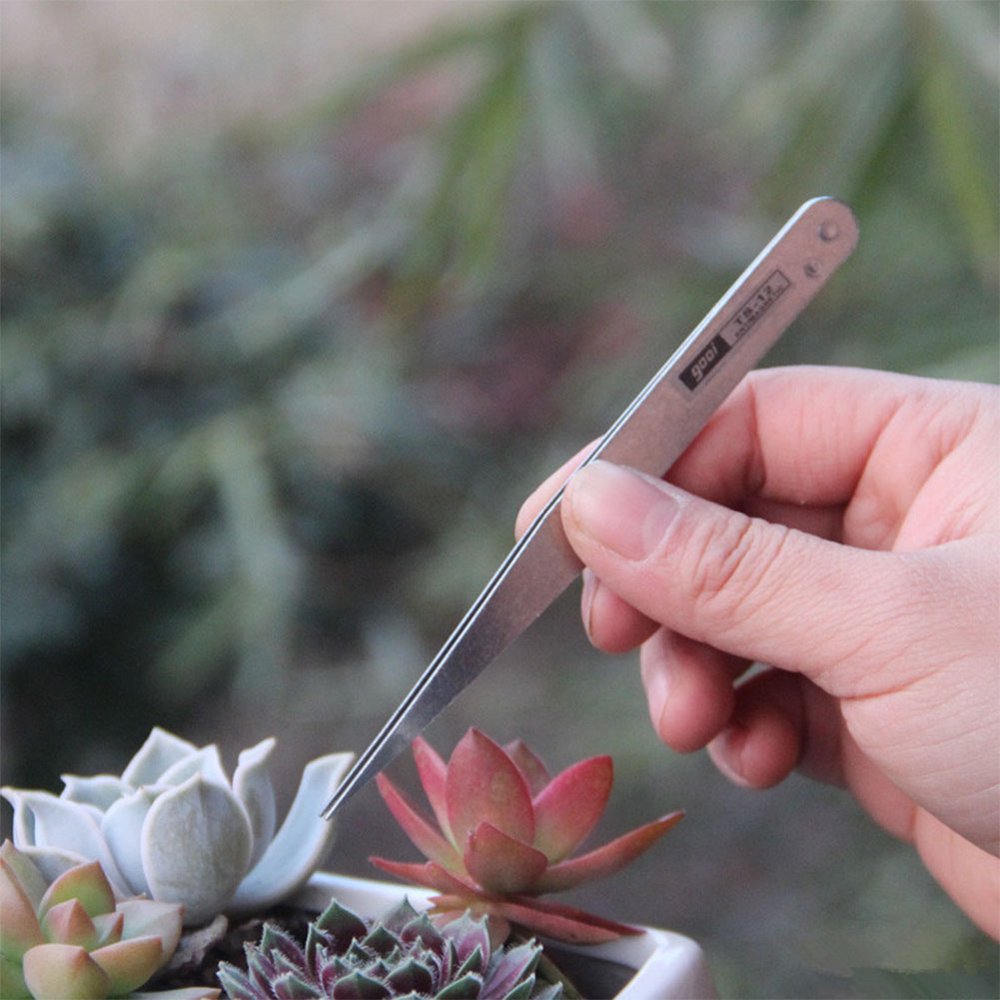 Stainless Steel Tweezers for Catching Insect Seeding Transplant