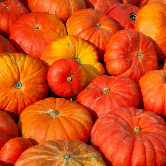 Cinderella Pumpkin Garden Seeds (Rogue Vif d'Etampes) - 1 oz - French Heirloom Pumpkins - Non-GMO - Red-Orange Variety - Vegetable Gardening Seed