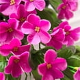 thumbnail image 3 of Simulation flower wall hanging basket wedding home decoration Artificial Flowers, 3 of 6