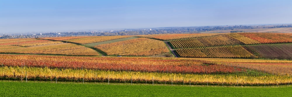 Vineyards In Autumn