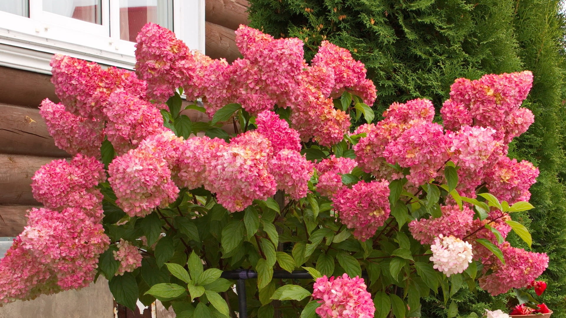 2G Hydrangea Berry White Live Shrub with Full Sun - 1 Piece