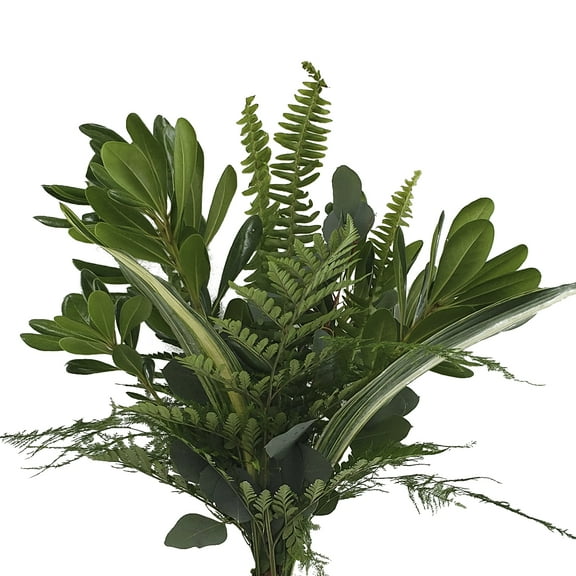 Magnificent Mixed Greens Bouquet 5 Pack of Farm Direct Fresh Cut Flower Bouquets of Mixed Greenery by Bloomingmore