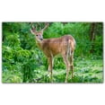 thumbnail image 1 of Picture-Tiles.com: Deer Ceramic Tile Wall Mural WAL500439-53M. 30"W x 18"H using (15) 6" x 6" Ceramic Tiles-Satin Finish, 1 of 3