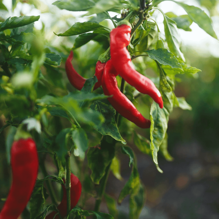 Trappey's Bull Louisiana Original Recipe Hot Sauce, 12 fl oz